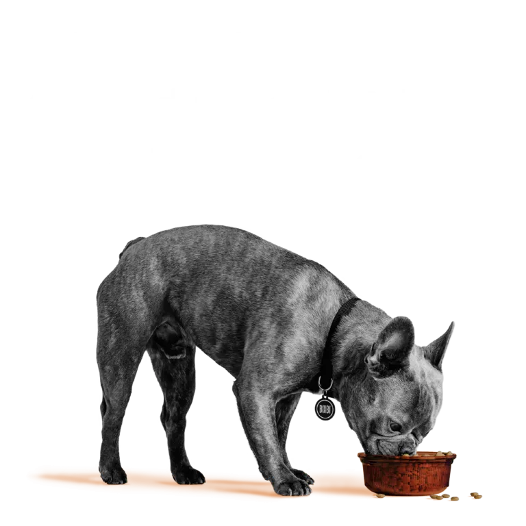 Bixbi Pet Rawbble® Dry Food for Dogs – Chicken Recipe