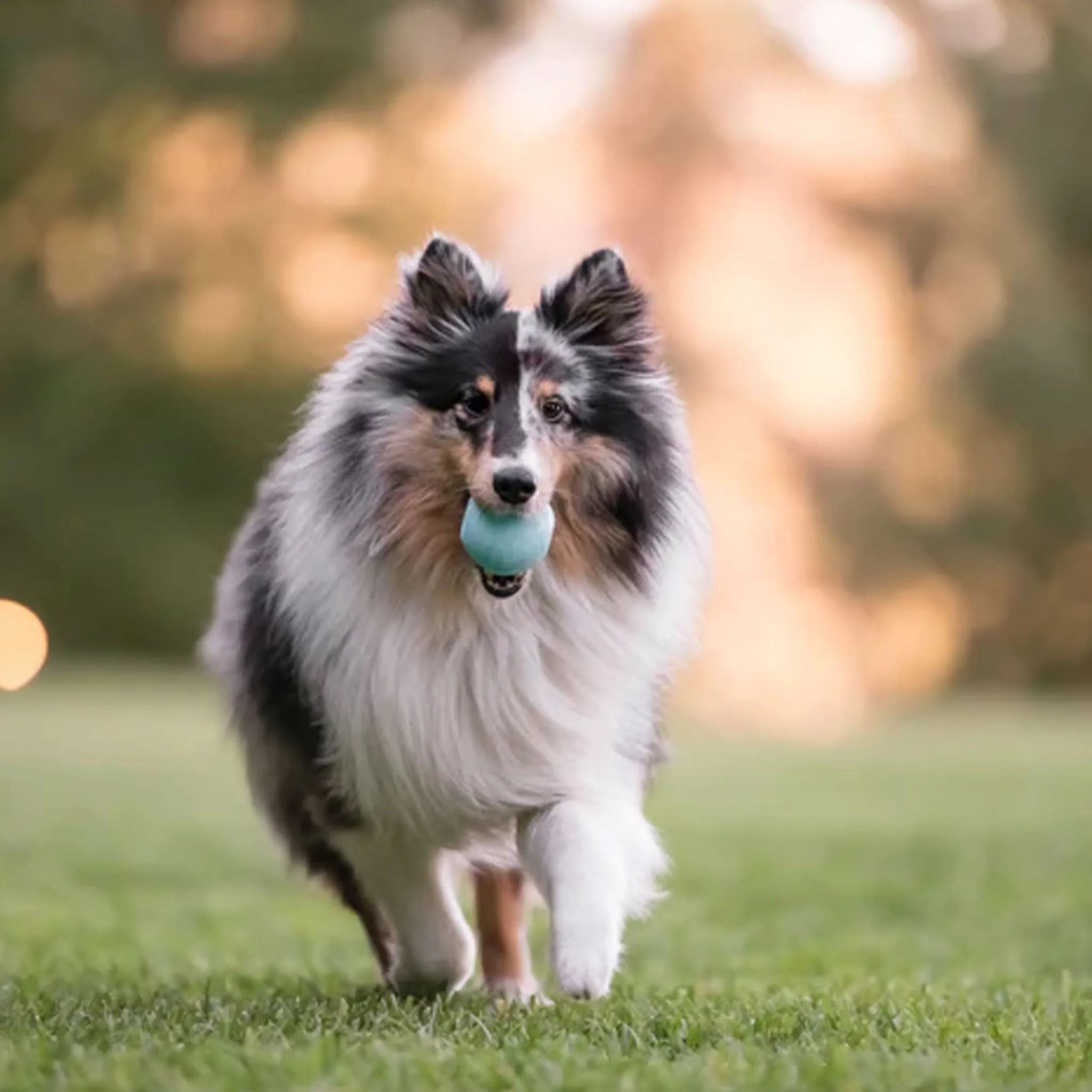 P.L.A.Y. ZoomieRex Ball Dog Toy - Blue