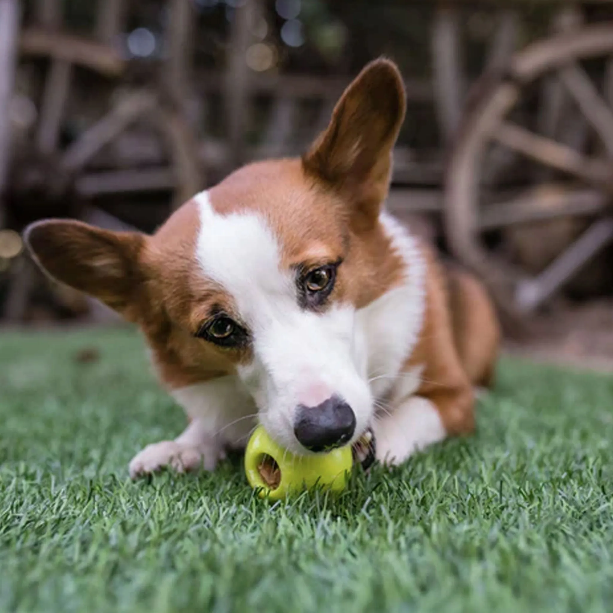 P.L.A.Y. ZoomieRex Ball Dog Toy - Green