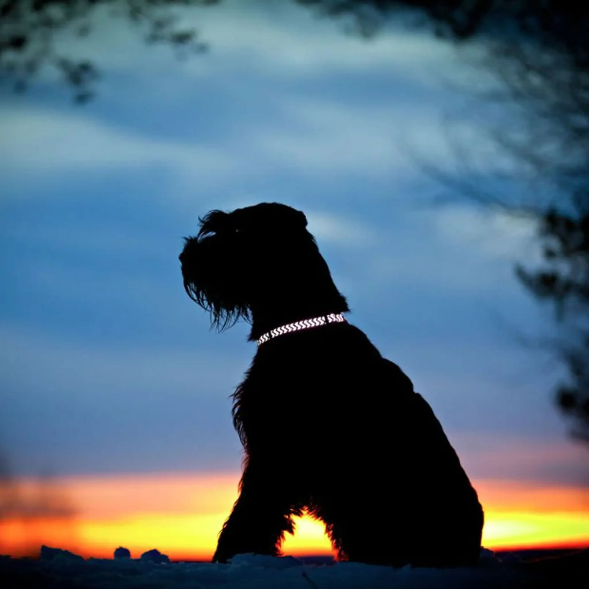 Red Dingo Dark Blue Reflective Ziggy Dog Collar