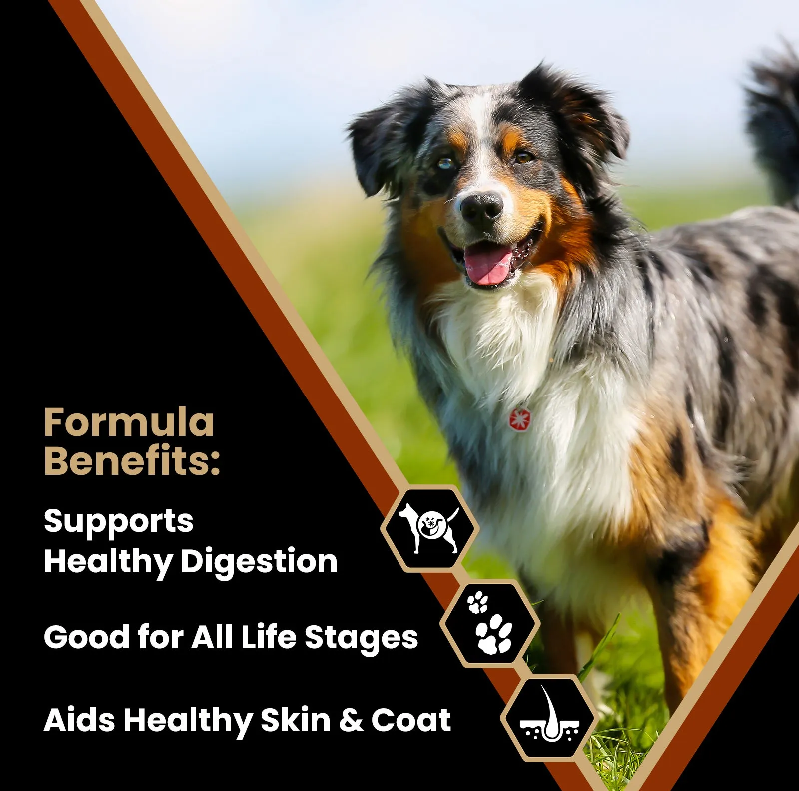 Victor Chicken Meal & Brown Rice Dry Dog Food